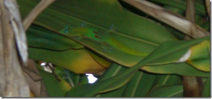 Pictures from my camera 013