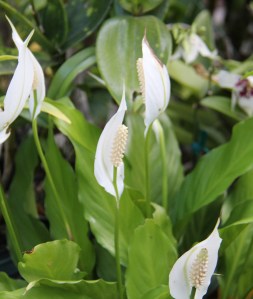 ©dswalkerauthor.com