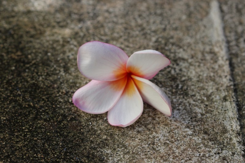 Fallen Plumeria