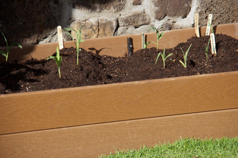 Looking forward to fresh corn.