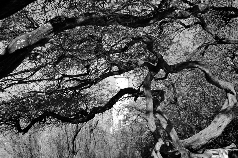 Black and white photo of Diamond Head Lighthouse blocked by Kiawe Trees. 