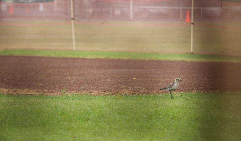 While I was thinking positive this guy thankfully stayed in the rain for me to photograph him. 